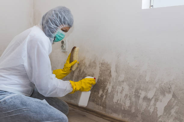 Best Biohazard Mold Removal  in Kent, OH